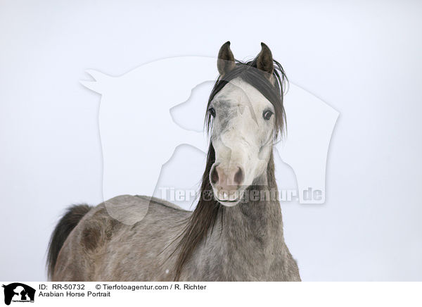 Arabian Horse Portrait / RR-50732