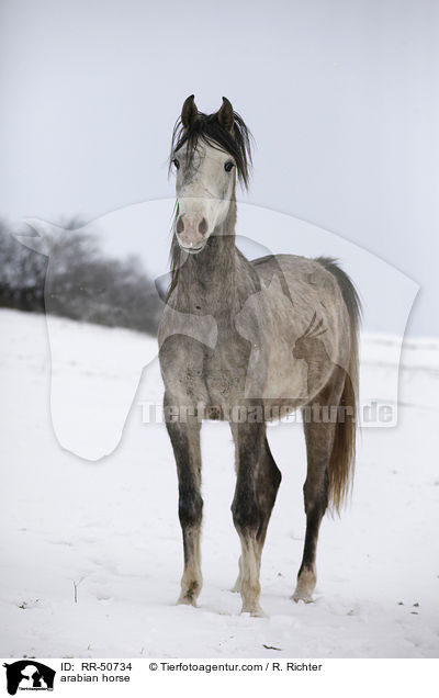 arabian horse / RR-50734