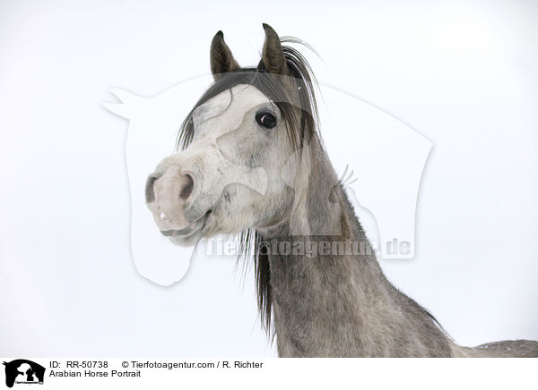 Arabian Horse Portrait / RR-50738