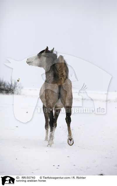 running arabian horse / RR-50740