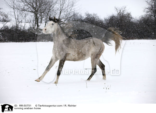 running arabian horse / RR-50751