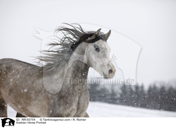 Arabian Horse Portrait / RR-50754