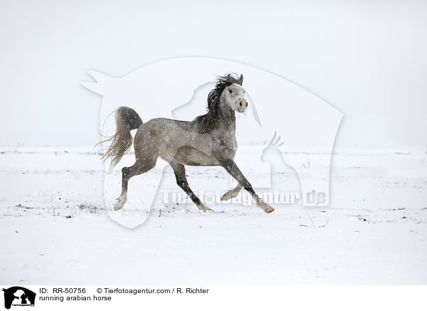 running arabian horse / RR-50756