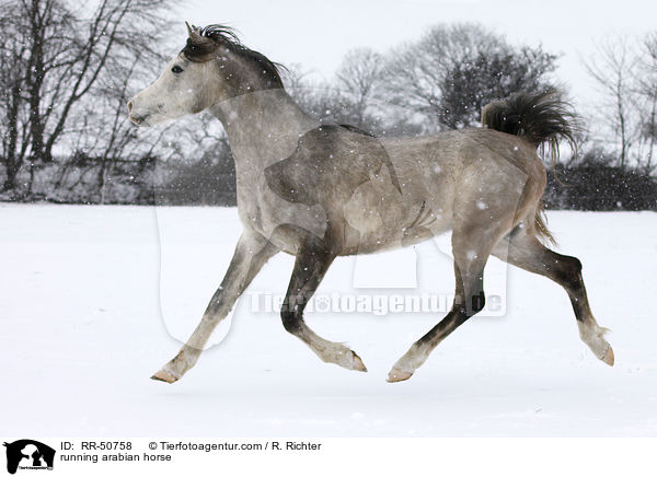 running arabian horse / RR-50758