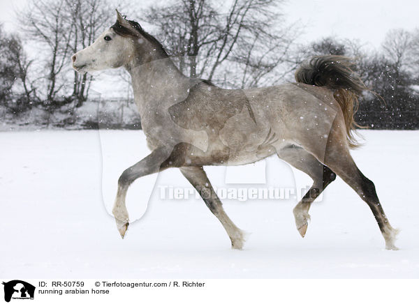 running arabian horse / RR-50759