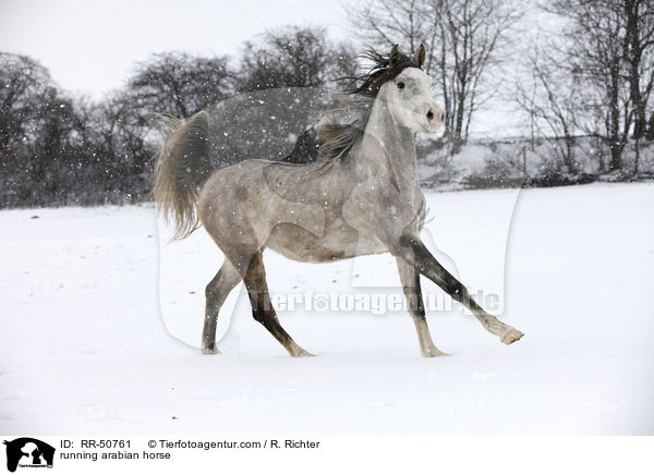 running arabian horse / RR-50761