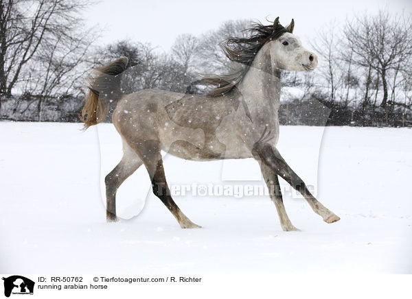 running arabian horse / RR-50762
