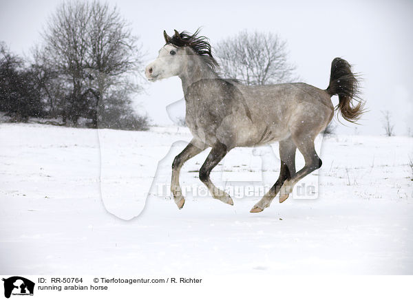 running arabian horse / RR-50764
