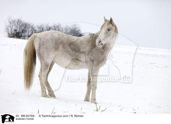 arabian horse / RR-50768