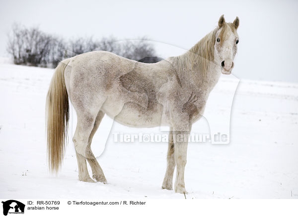 arabian horse / RR-50769