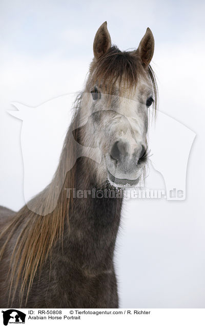 Arabian Horse Portrait / RR-50808