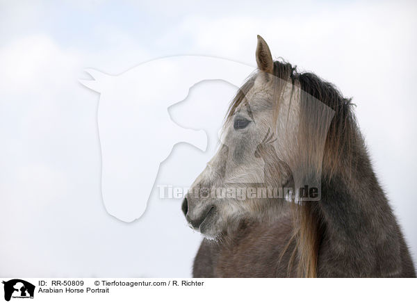 Arabian Horse Portrait / RR-50809