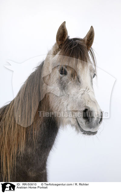 Arabian Horse Portrait / RR-50810