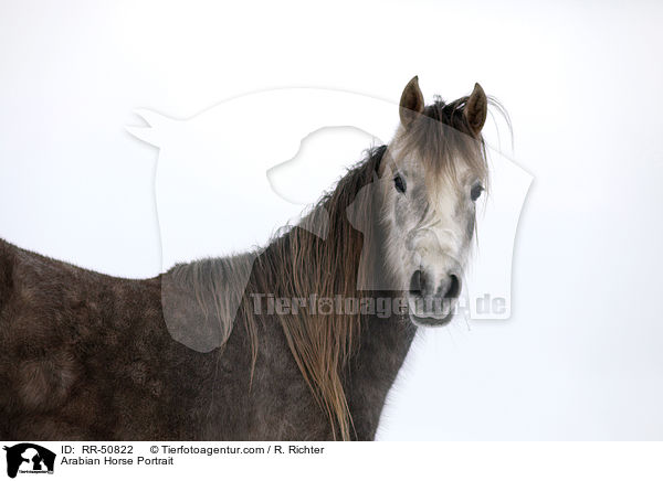 Arabian Horse Portrait / RR-50822