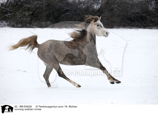 running arabian horse / RR-50828