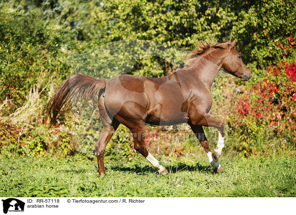 arabian horse / RR-57118