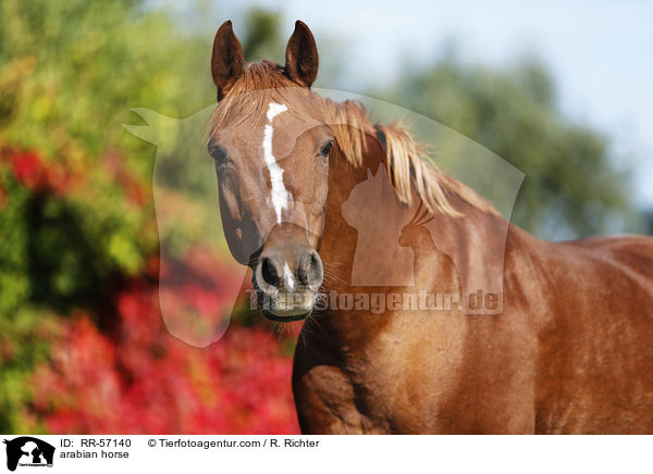 arabian horse / RR-57140