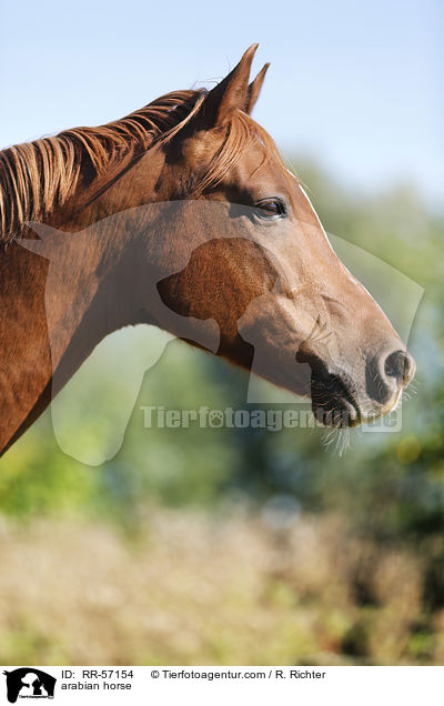 arabian horse / RR-57154