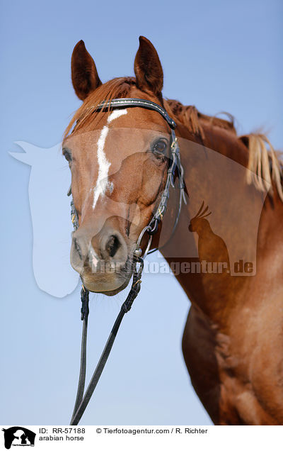 arabian horse / RR-57188