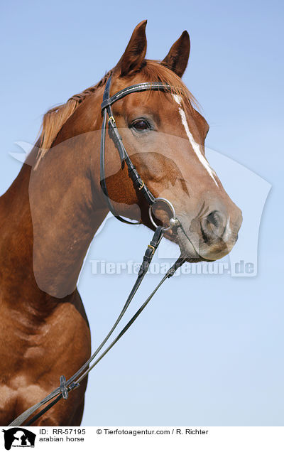 arabian horse / RR-57195