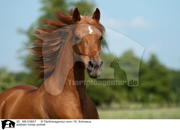 arabian horse potrait / NS-03807