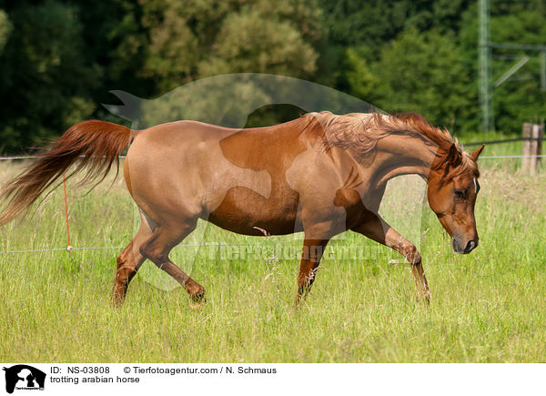 trotting arabian horse / NS-03808