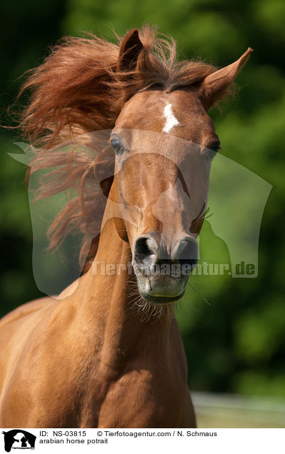 arabian horse potrait / NS-03815