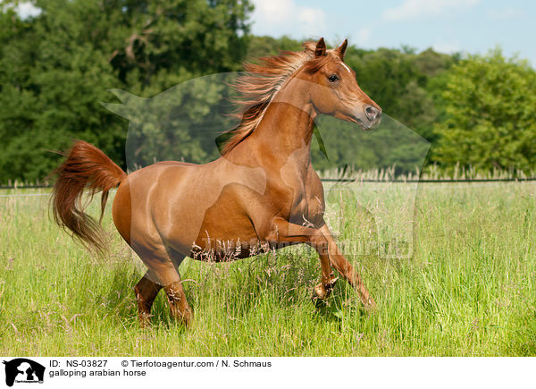 galloping arabian horse / NS-03827