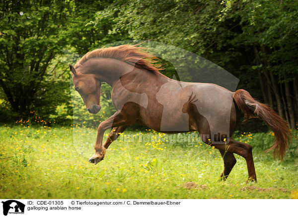 galloping arabian horse / CDE-01305