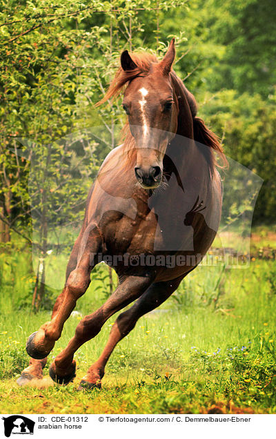 arabian horse / CDE-01312