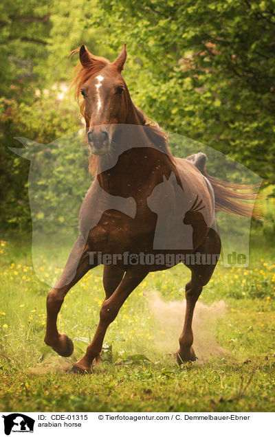 arabian horse / CDE-01315