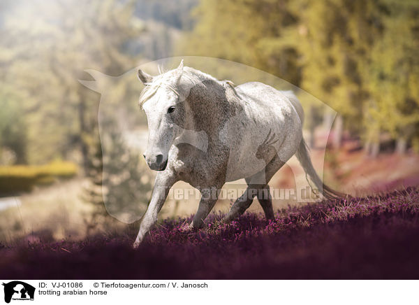 trabender Araber / trotting arabian horse / VJ-01086