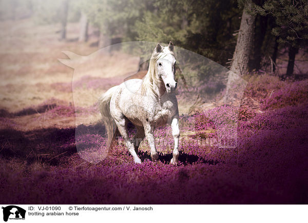 trabender Araber / trotting arabian horse / VJ-01090