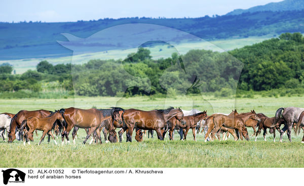 Araber Herde / herd of arabian horses / ALK-01052