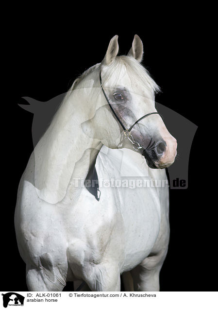 Araber Schimmel / arabian horse / ALK-01061