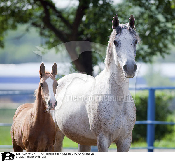 arabian mare with foal / ALK-01077