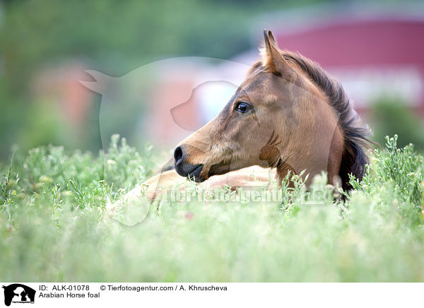 Araber Fohlen / Arabian Horse foal / ALK-01078