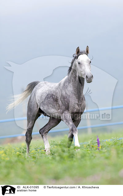 Araber Schimmel / arabian horse / ALK-01095