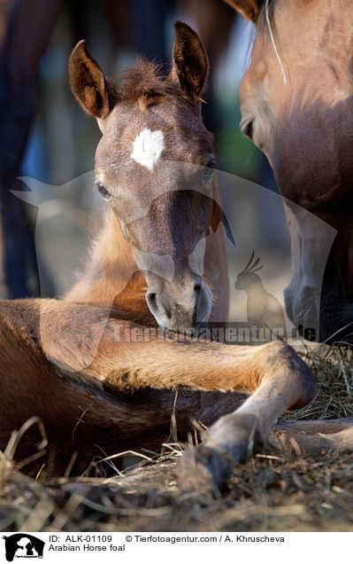 Araber Fohlen / Arabian Horse foal / ALK-01109