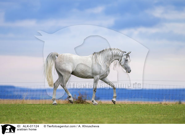Araber Schimmel / arabian horse / ALK-01124
