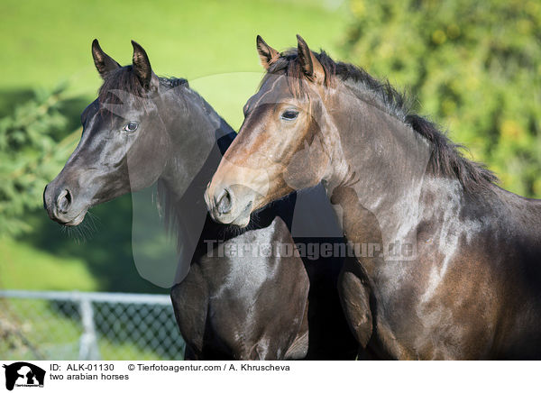 zwei Araber / two arabian horses / ALK-01130
