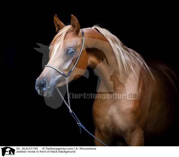 Araber vor schwarzem Hintergrund / arabian horse in front of black blackground / ALK-01155