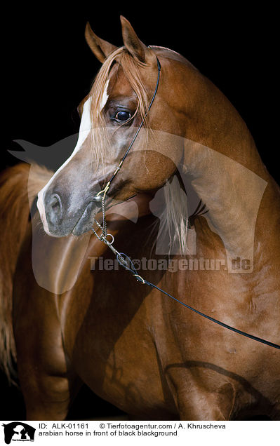 Araber vor schwarzem Hintergrund / arabian horse in front of black blackground / ALK-01161