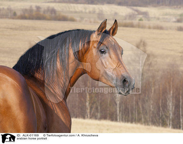 Araber Portrait / arabian horse portrait / ALK-01169