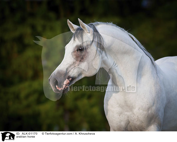 Araber Schimmel / arabian horse / ALK-01170