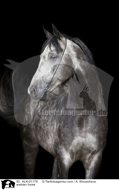 Araber Schimmel / arabian horse / ALK-01176