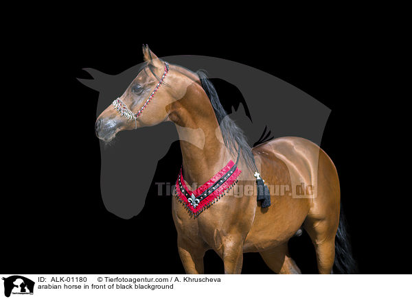 Araber vor schwarzem Hintergrund / arabian horse in front of black blackground / ALK-01180