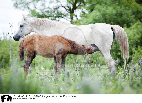 arabian mare with foal / ALK-01215