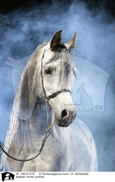 Araber Portrait / arabian horse portrait / HS-01375