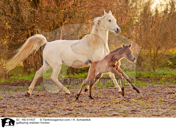 galoppierende Araber / galloping arabian horses / HS-01407